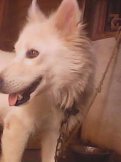 my dog 